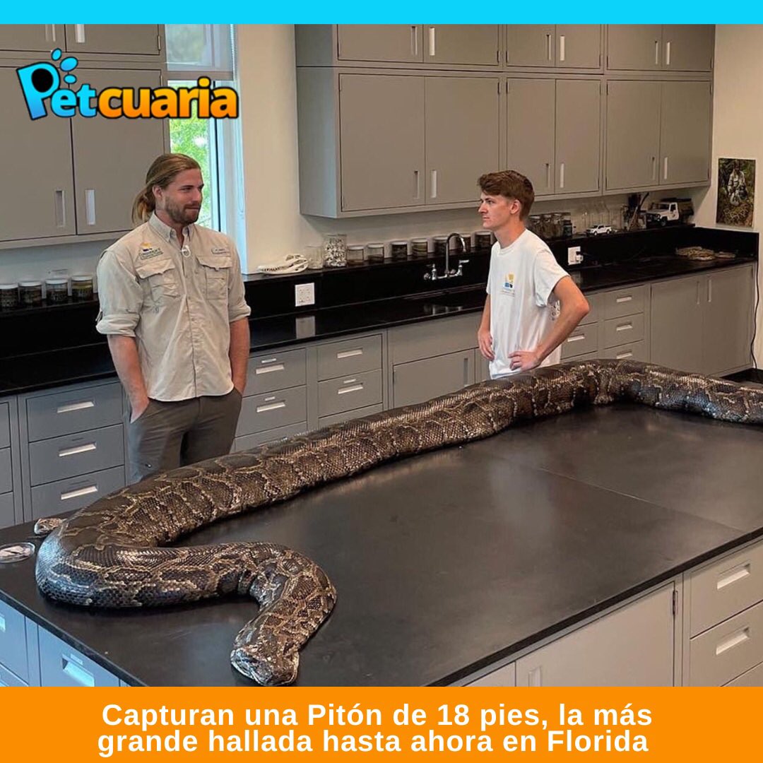 PetcuariaRD's tweet photo. https://t.co/We0wwzYJqA https://t.co/ZHfSLMaIgU