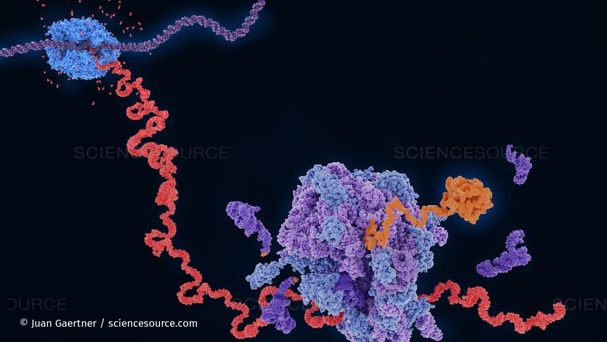ScienceSource's tweet image. RNA polymerase II (blue) transcripts DNA (violet) into mRNA (red). A ribosome (blue-violet) translates the mRNA into a polypeptid that folds to a protein (orange). 
© Juan Gaertner/Science Source
sciencesource.com ID: SS1402047