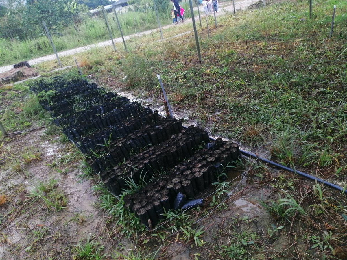 SOUTHERN Ecuador empresa minera, brinda su apoyo a la educación, con la instalación de un vivero forestal por un costo aproximado de 10 000 USD para la UE Manuel Sarango Romero del barro Las Orquídeas.
 19D02 CCNP-E
<a href="/camiloaep/">Camilo Espinosa</a>
<a href="/EducacionZ7_Ec/">Educación Zona 7</a>