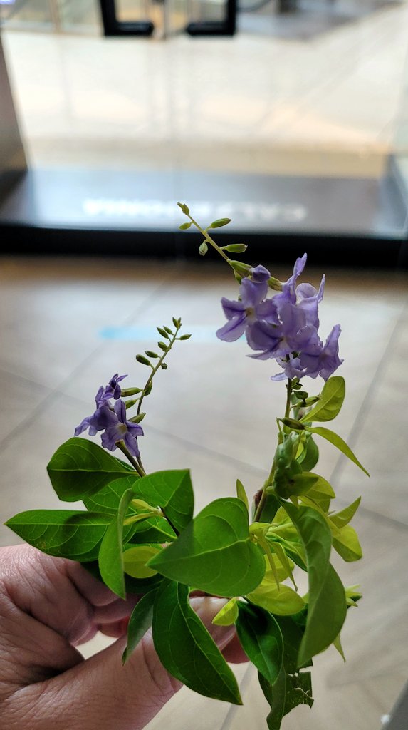 Picked these from the bushes lining the mall on my way into work. They're my favorite color and just so darn beautiful. #itsthelittlethings