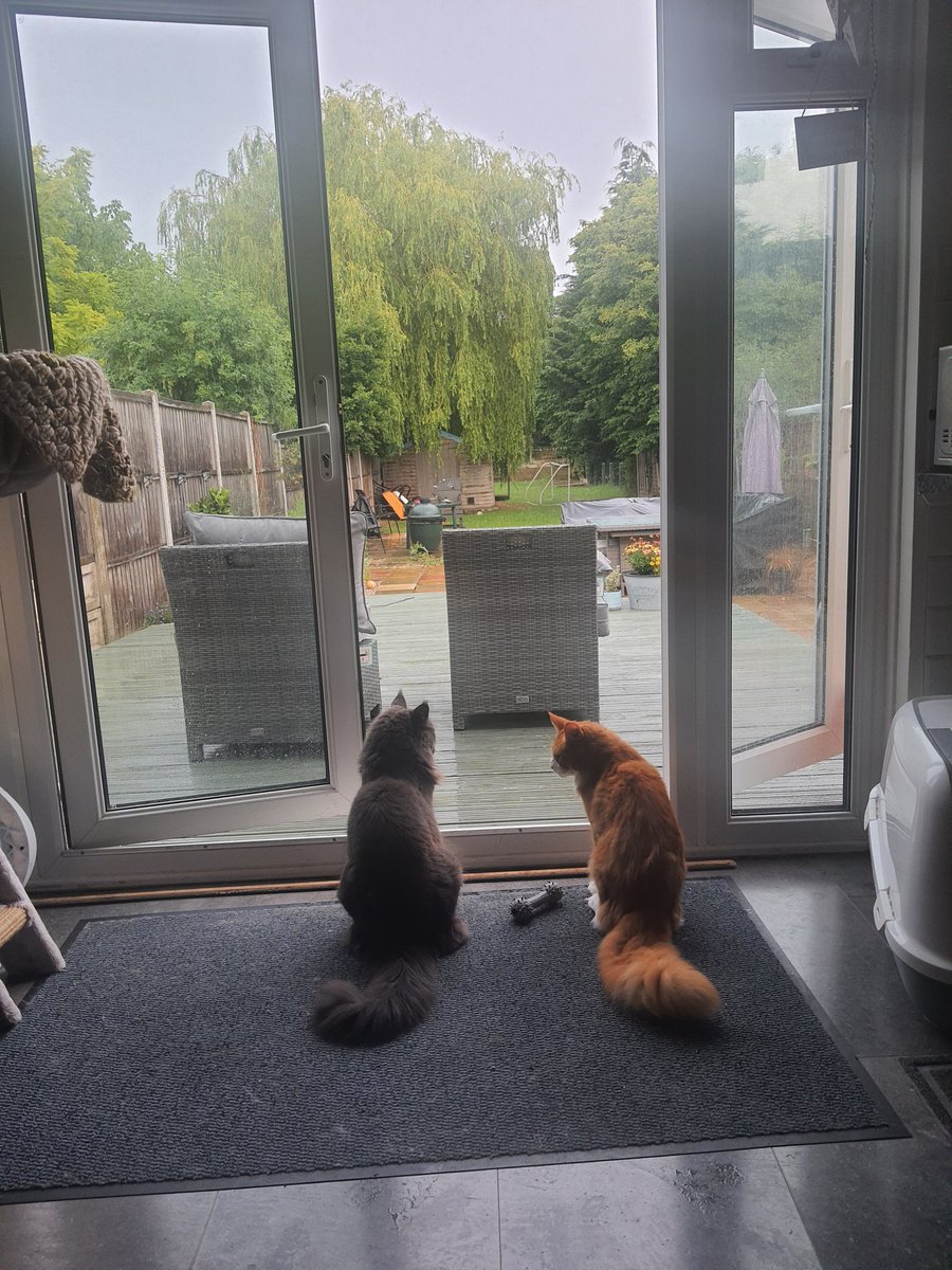 CoonKittys's tweet photo. Rain, rain go away we want to go out and play! 💙💙

#CatsOnTwitter #CatsLover #cats #catsofinstagram #catstagram #CatsRule #CuteCats #FluffyFursday https://t.co/QjIOlucB5b