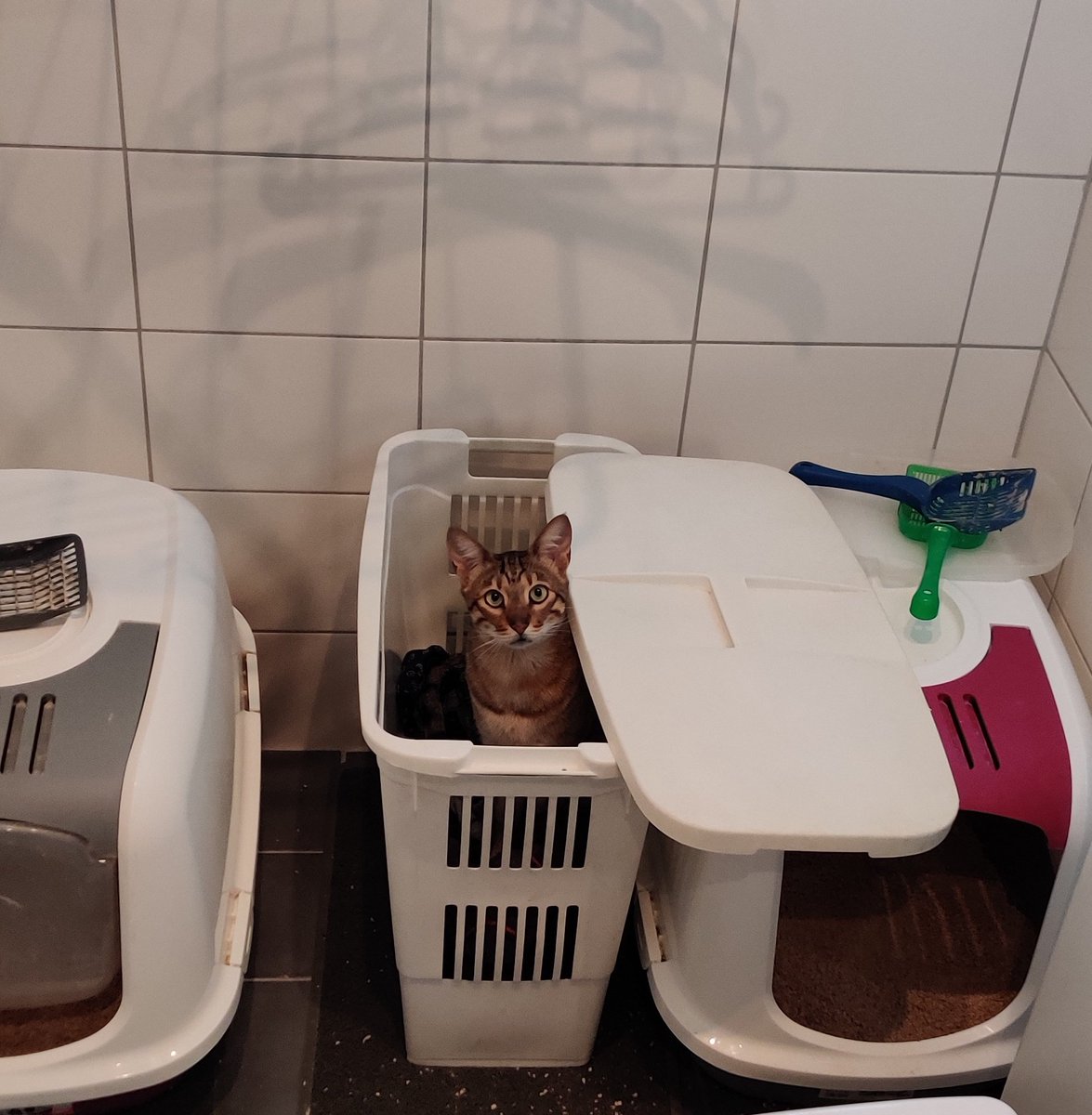 arhankas's tweet photo. I heard sounds in the bathroom.
Everyone who has a cat knows , they love to be in places they aren't supposed to.
Problem is this one knows how to get into the places that are closed.
And looking dumb while doing so.
#LukeCatwalker #Savannahcat #cats #jedicats #LuketheCat https://t.co/78offBK5L3