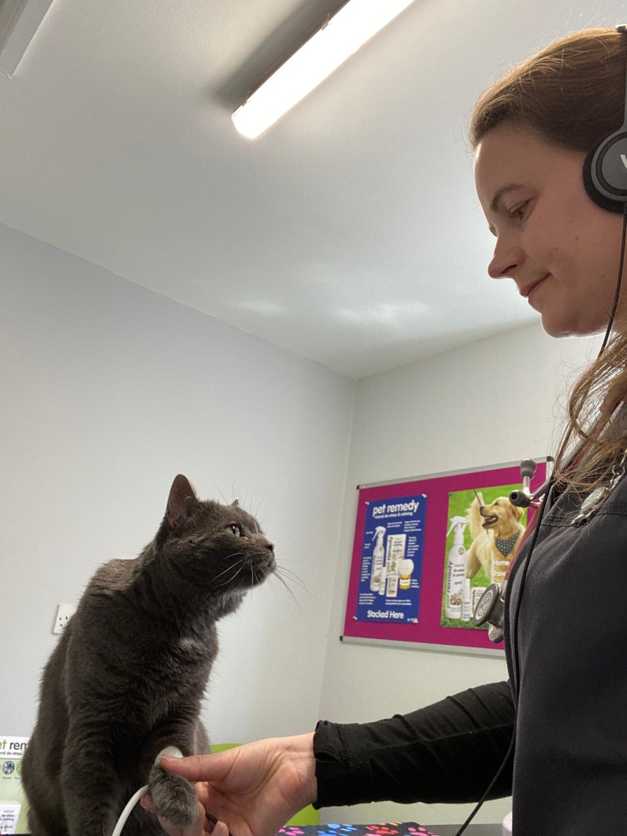 bvnauk's tweet photo. DIWP role model Susie explores her career journey, challenges & achievements; https://t.co/k7xkJVswmI
‘I came to this path in my 30s. Volunteering for Shropshire Cat Rescue opened the door for me & in 2018, I passed my OSCEs!'
#whatVNsdo #vnRoleModels #vnfutures #DIWP https://t.co/b1Q8vHhXYM