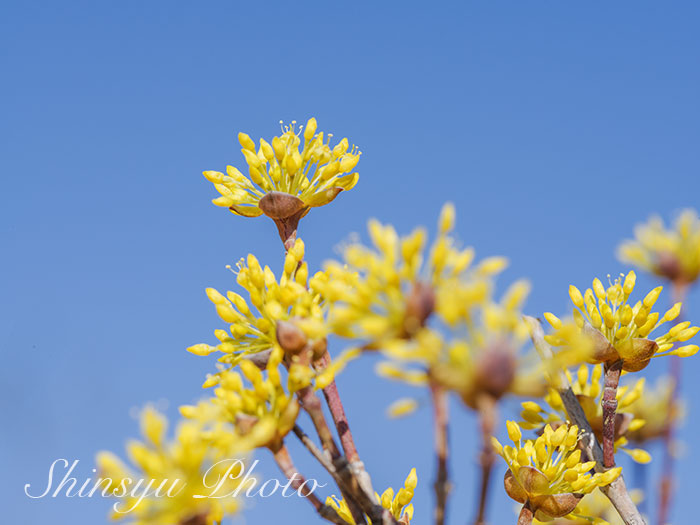 Shinsyu Photo 山茱萸は ミズキ科ミズキ属の落葉小高木です この名前は漢名で その音読みがサンシュユになります 別名 ハルコガネバナ 春黄金花 花言葉 持続 耐久 T Co Dzrz38msrg Twitter