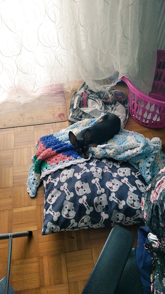 kallabri's tweet photo. @ProfPincushion My dog Rea usually rests next to me. https://t.co/OBf72F7fIG