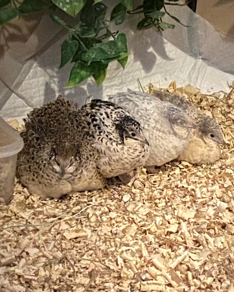 The precious four in a line! Time for sleepy hours~ 🥰
#bird #birds #birdlover #quail #birdwatching #birdphotography
