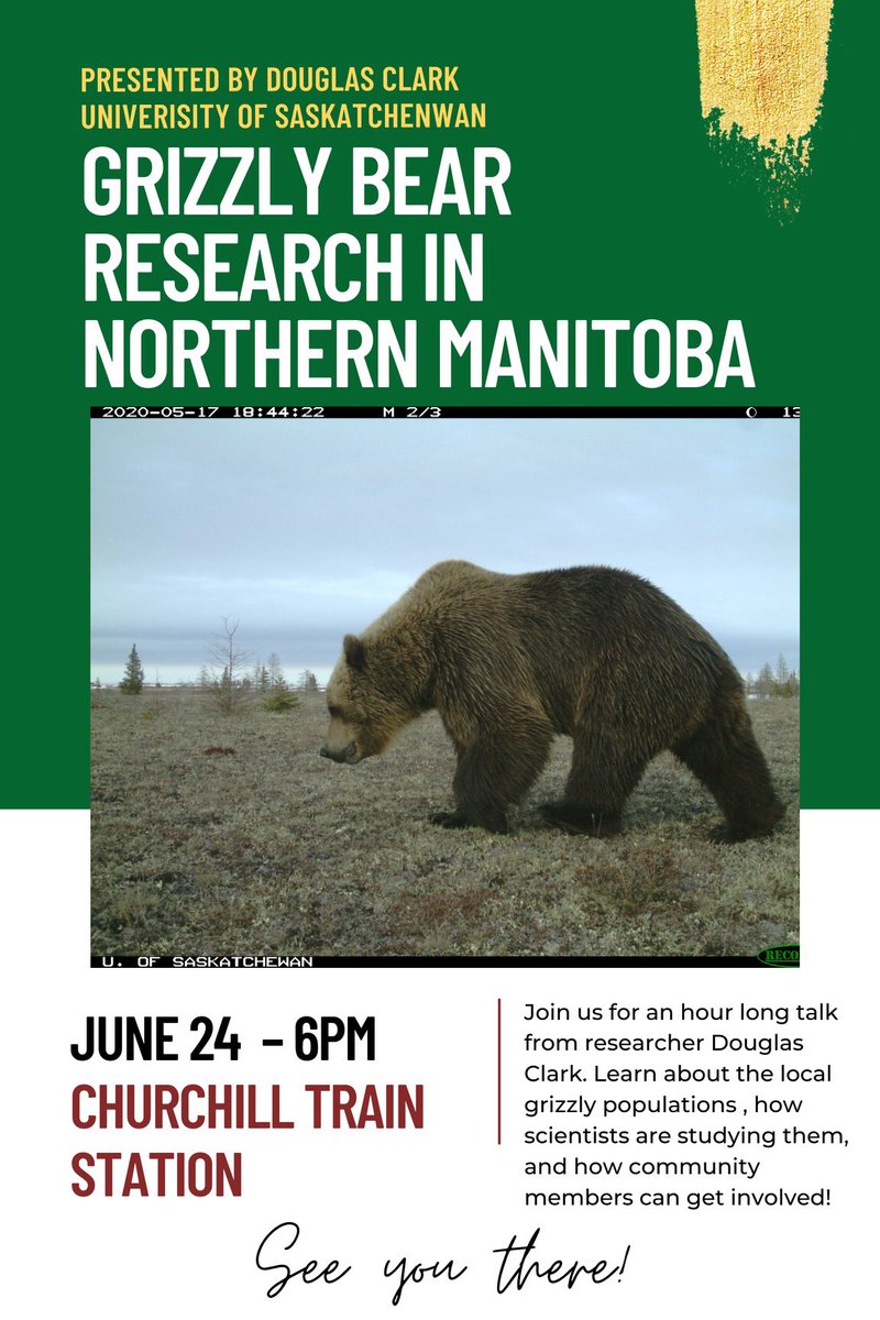 A new & community-engaged #grizzly research project with @ChurchillNSC. Come on out tomorrow night- we’ll be finished before the Meat Draw!