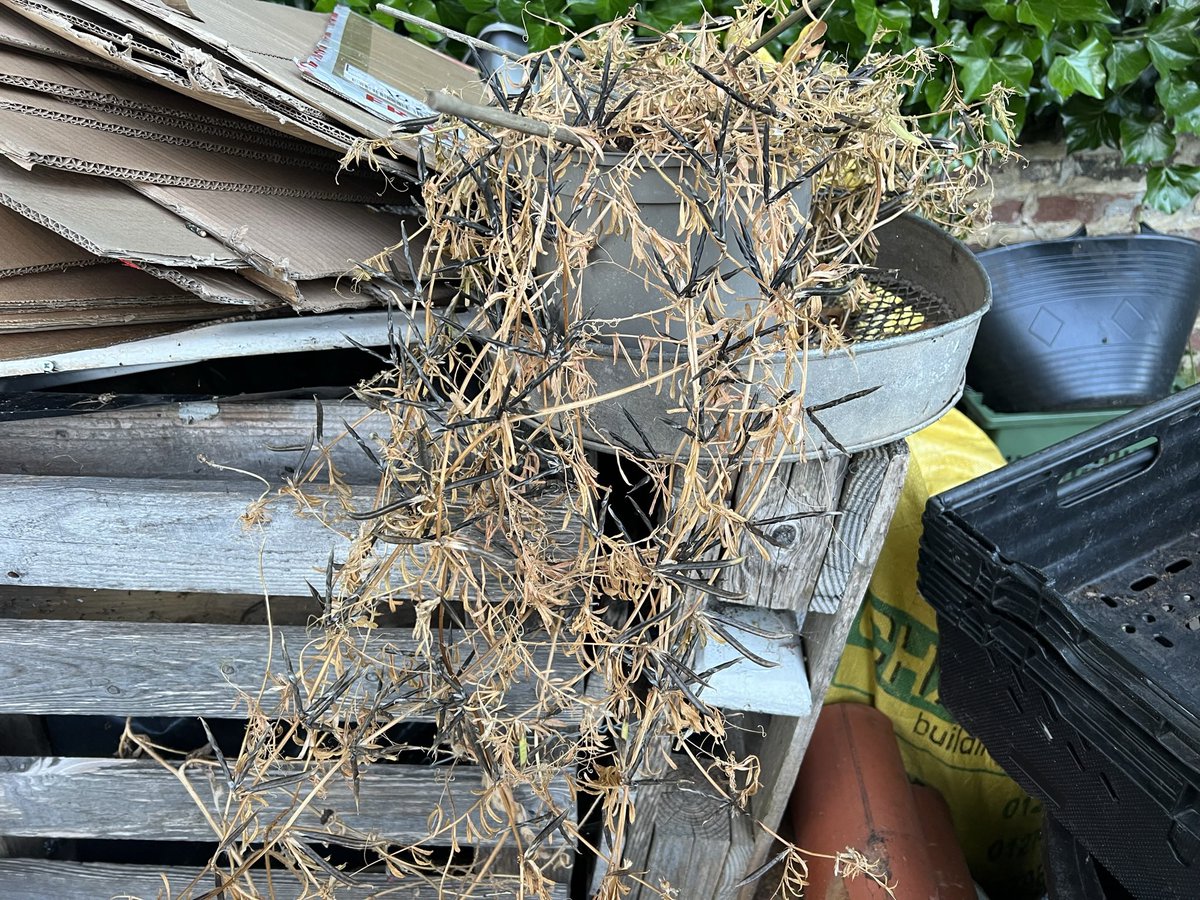 wildflowerman60's tweet photo. The remains of my pot of common vetch😊😊🐝🌱 covered in black ripe seed heads #seed #seedheads #commonvetch #wildflowers https://t.co/ScBy0TqHEg
