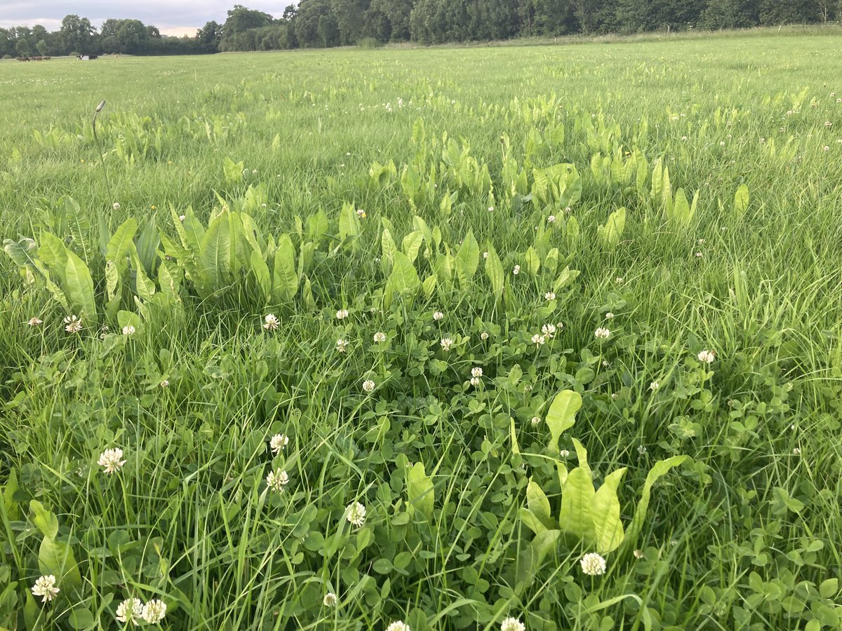 sprinkles785's tweet photo. Oversown on an old ley last yr … looks way better atm #reap #wetground https://t.co/Jx2qSgNDgk