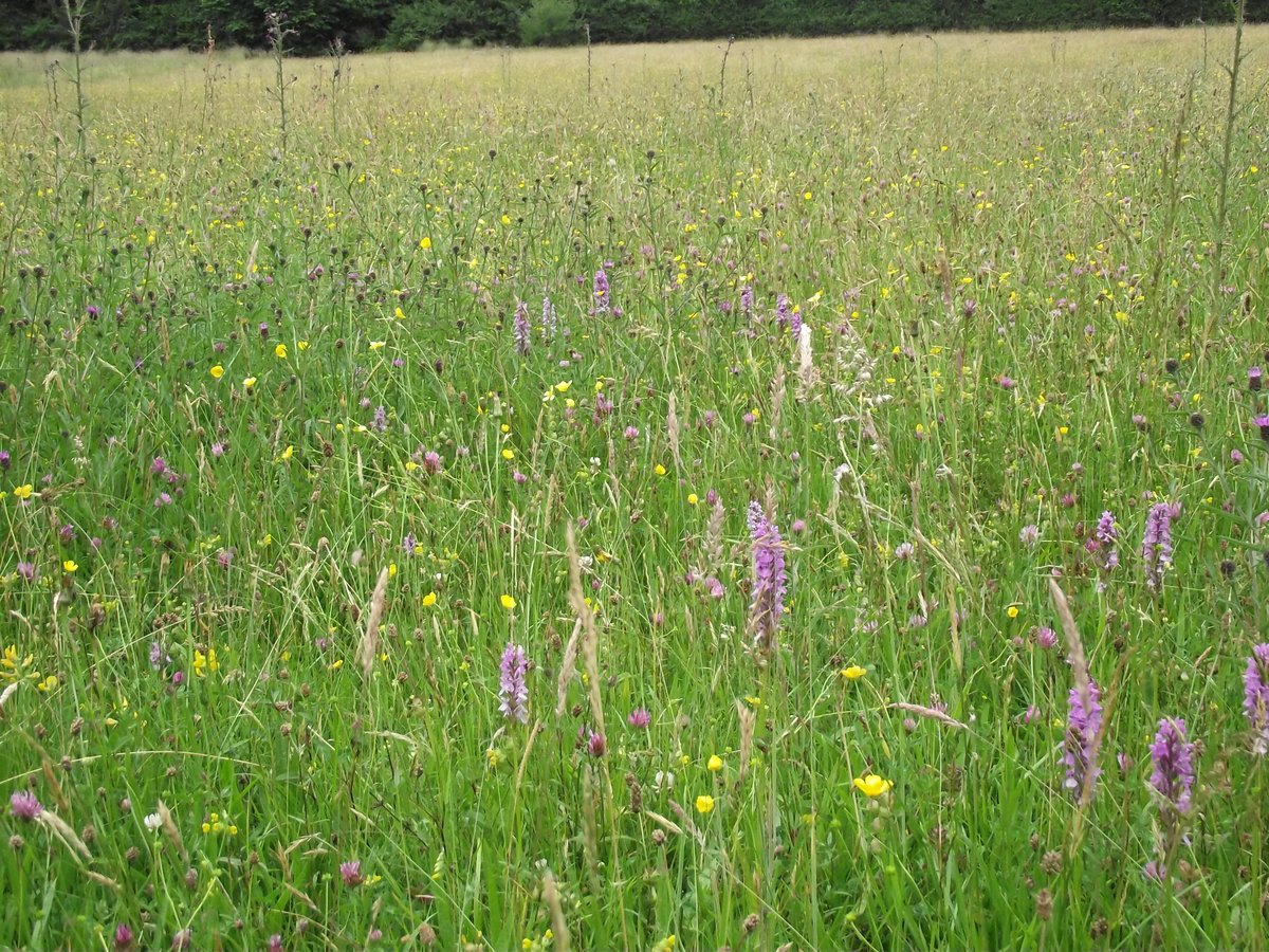 LloydNj's tweet photo. Loads of Orchids in the meadows this year. https://t.co/IjBz6Ryc7q