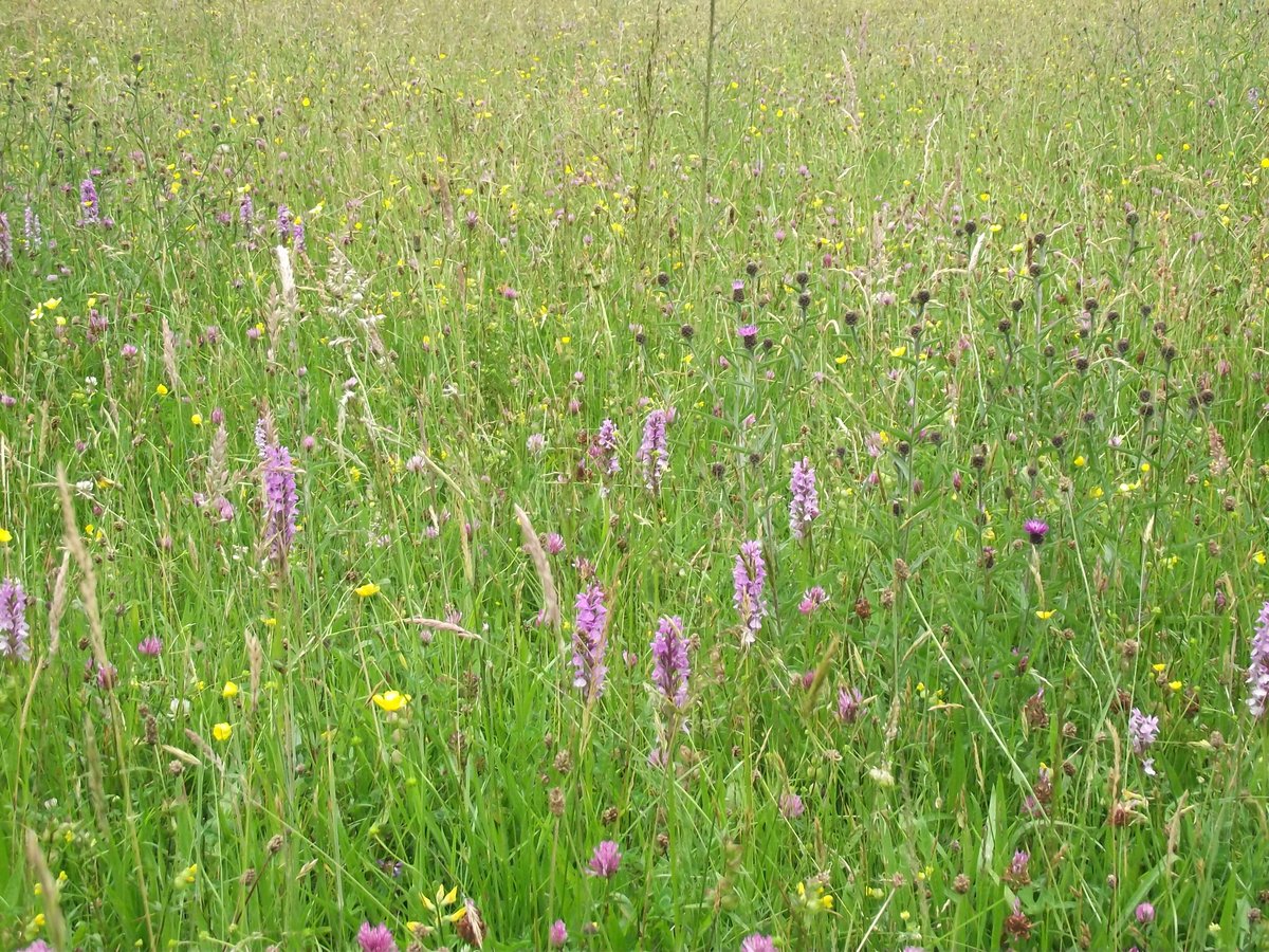 LloydNj's tweet photo. Loads of Orchids in the meadows this year. https://t.co/IjBz6Ryc7q