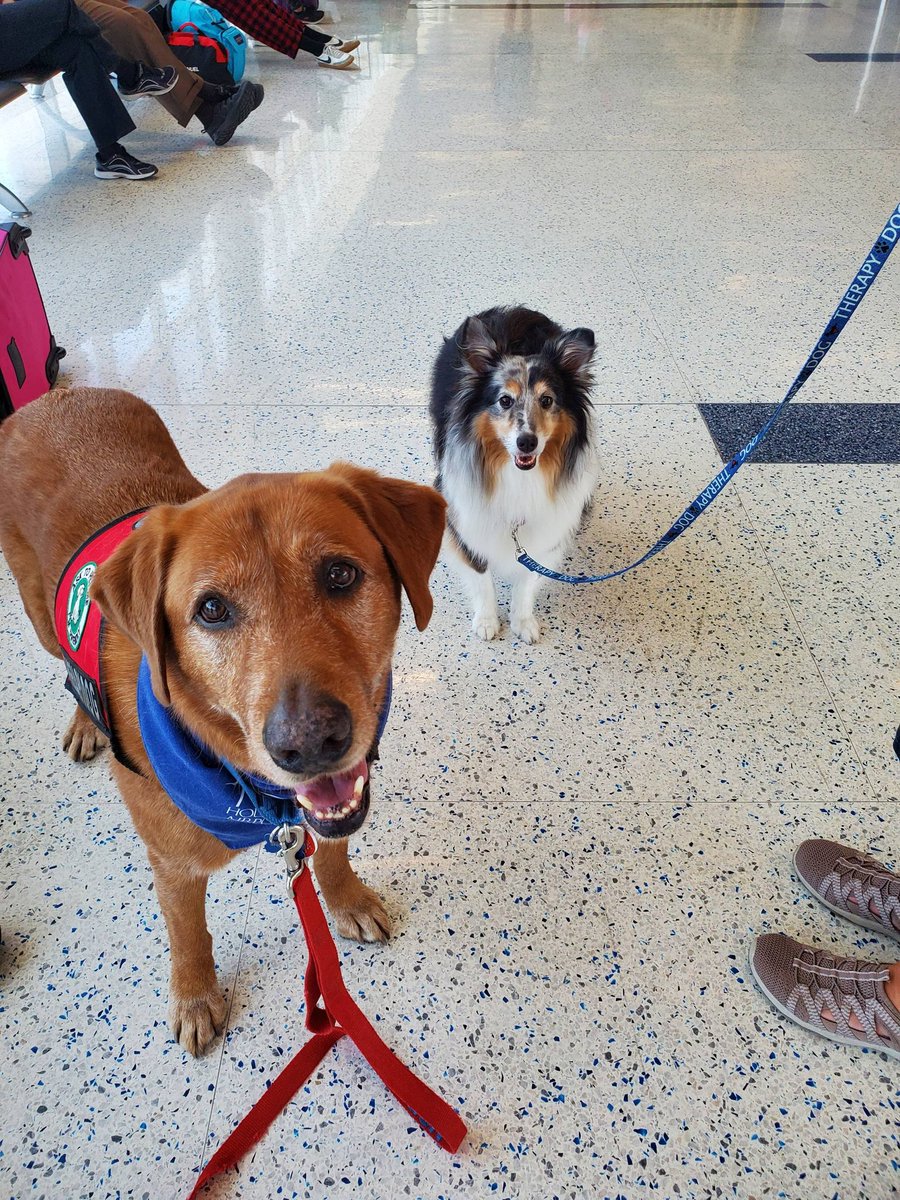 ellaghica's tweet photo. Hpwdy y'all! Love seeing Shotgun and Keen @APTherapyDogs #IAHTherapyDogs making their rounds pawtroling in our terminals #AirportFun #Customerexperience #HoustonAirports #HoustonFriendly #5StarService #EveryVisit https://t.co/yEuRk9usyU