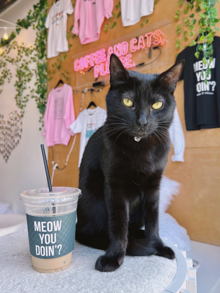 Mrs. Stubbs has got her groove back! For those following her story, she was returned a few weeks ago after being adopted.

She was  shy at first but she is now back to being her old self.

ADOPTABLE LOCATION: LA ⁠
⁠
Come meet this sweet girl using the link in our bio!