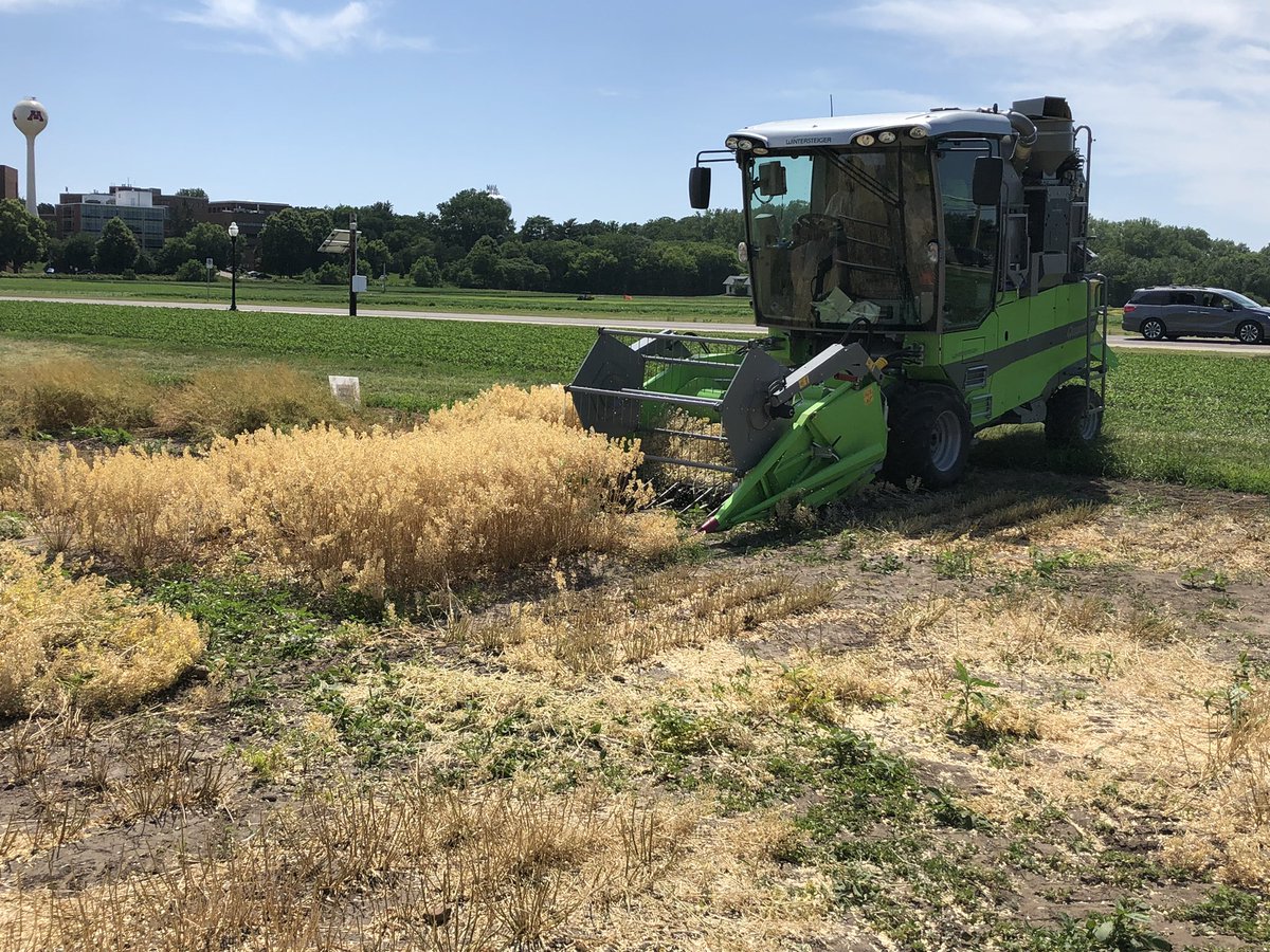 Pennycress a new U of Mn Forever Green oilseed crops was harvested today and the crop looks great. Now we will plant soybean in a double crop system-2 crops in one year