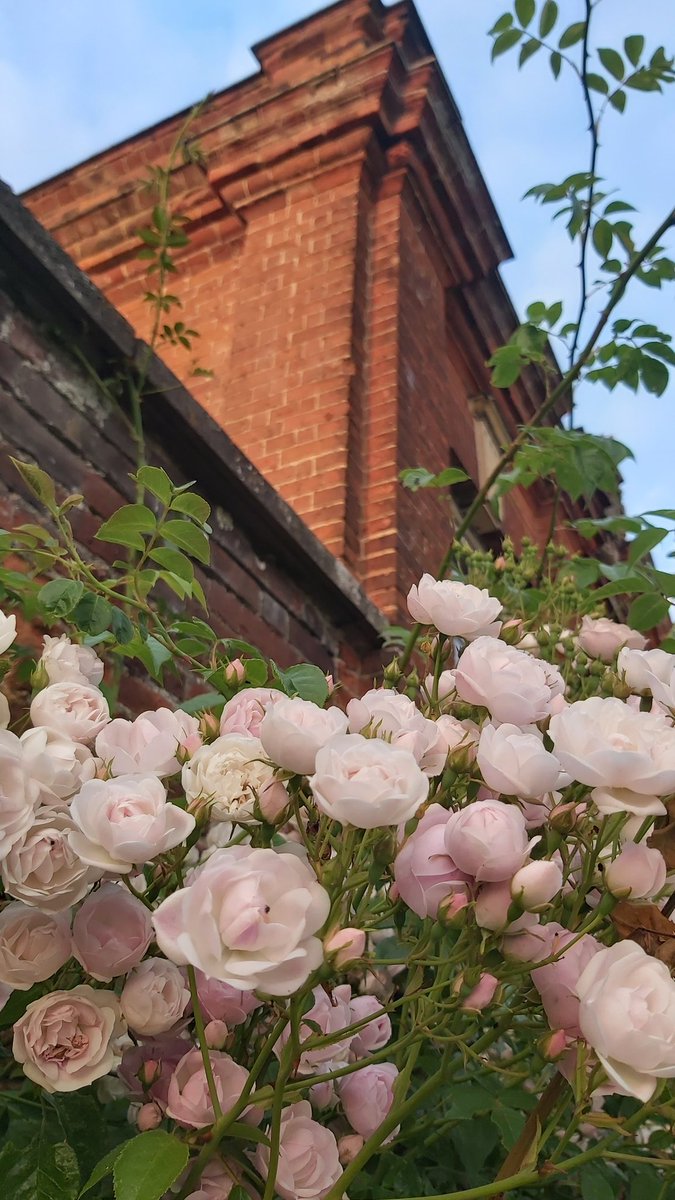 robbieshoppers's tweet photo. Well, my head was definitely turned by the majestic @scotneycastleNT but I really do love it here @IckworthNT 🙃❤ #picnicfortwo @CarryBeecroft1 https://t.co/SfNR7HE3kg