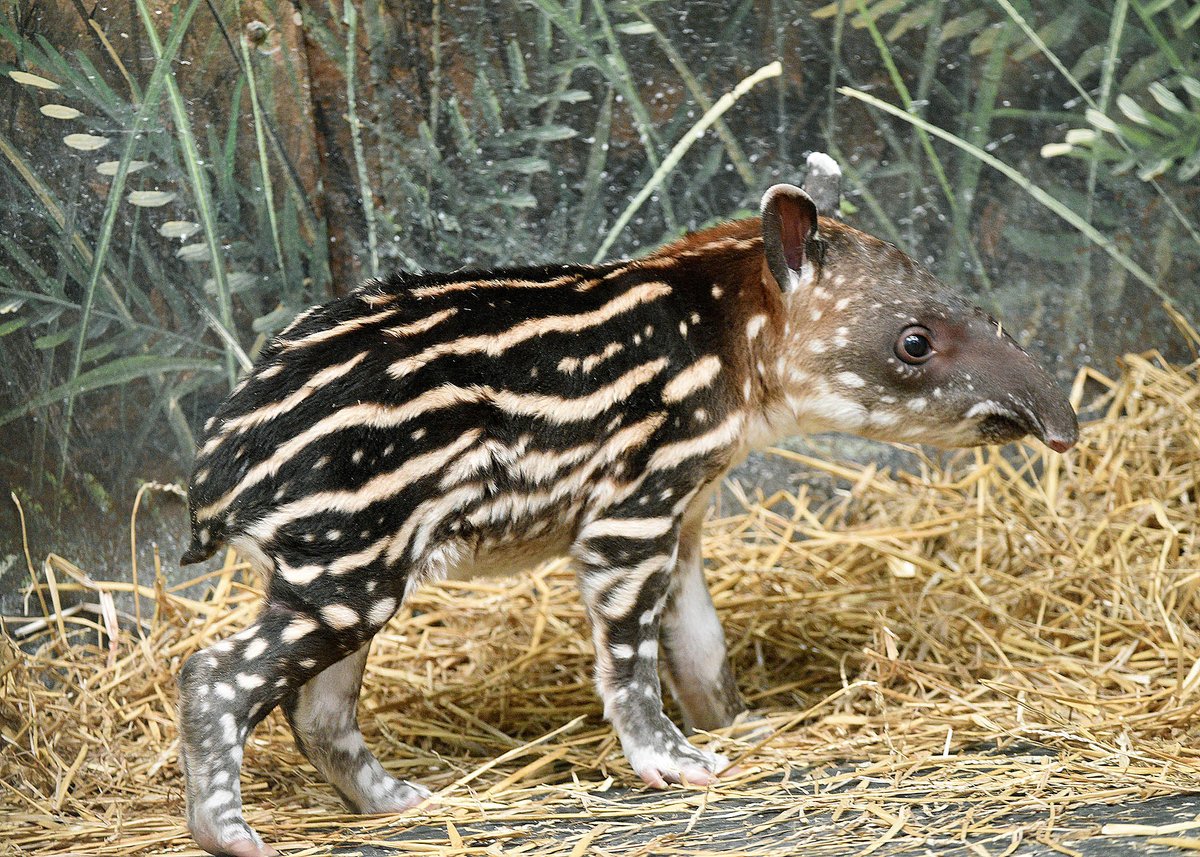 He's a 10 but refuses to change out of pajamas. #babytapir #tapircalf #hesa10but