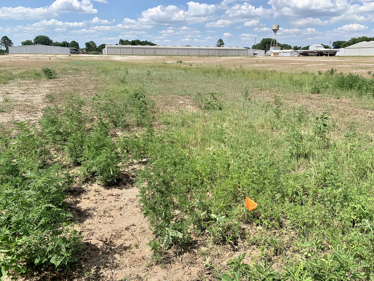 Glad to have gin yards to evaluate bareground herbicides for vegetation management rather than dodging traffic on <a href="/ALDOT/">ALDOT</a> highway ROWs. <a href="/AuburnAg/">Auburn Agriculture</a>