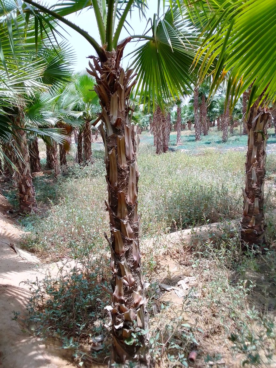 يوجد نخل واشنطني جميع المقاسات التواصل خاص علا ارقم 0500324683