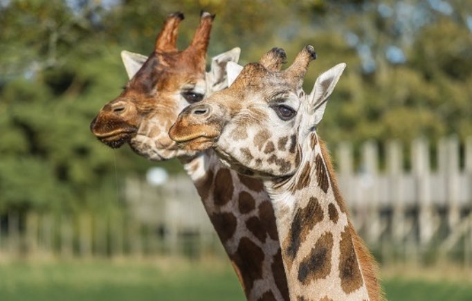 StFrancisPG's tweet photo. The whole school is so looking forward to our trip to Blair Drummond Safari Park tomorrow! Please remember to apply sunscreen and bring a hat as it has to be warm and sunny 🌞 https://t.co/tbXsRozLKP