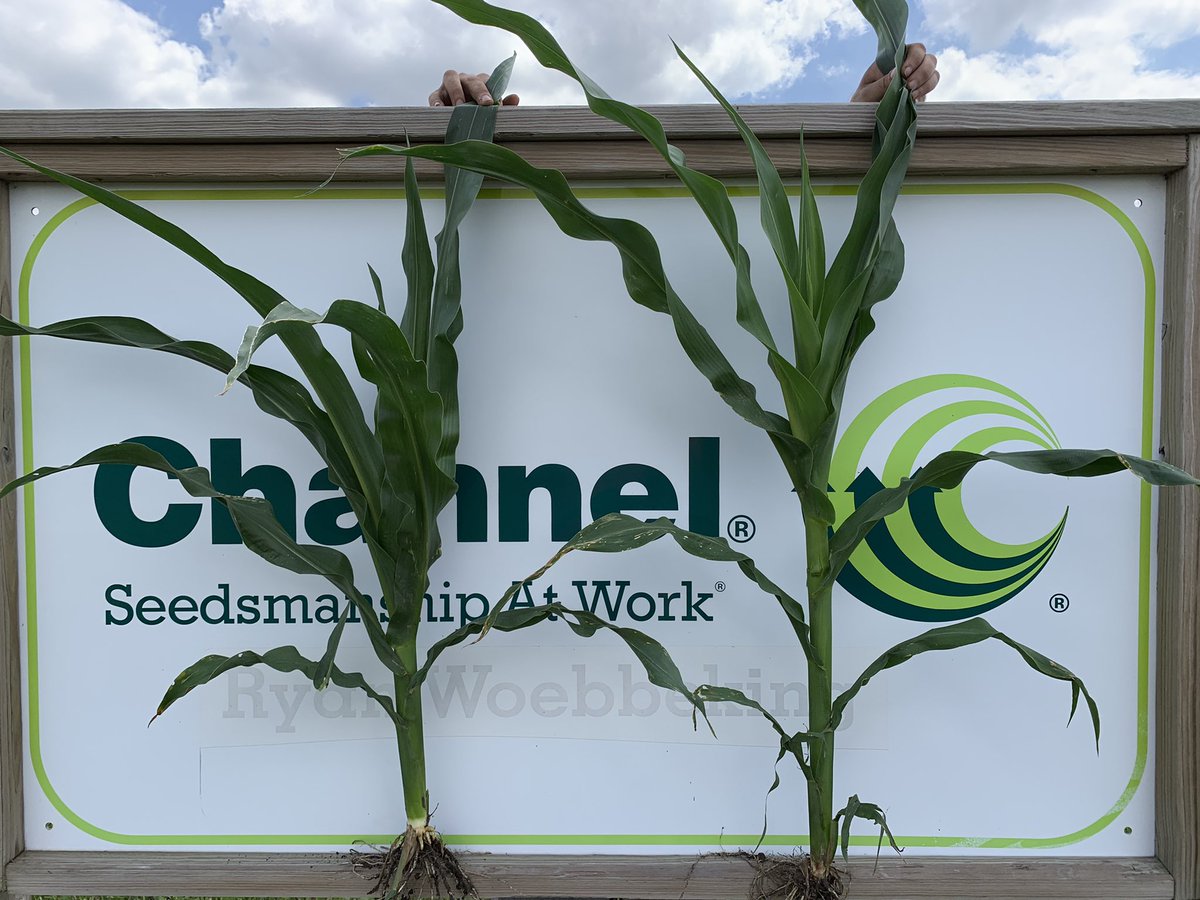MNelson_ISU's tweet image. Look at the difference in the distance between the nodes on the short corn (left) and conventional tall corn (right). 

@BayerTraits continues to deliver game changing innovation! #SmartCorn