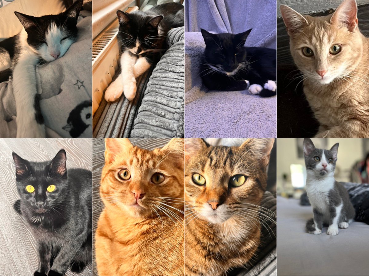 maddy340's tweet photo. @thekittenwinksy All my babies, all in ages from left to right, oldest to youngest https://t.co/VcAIwDmfCk