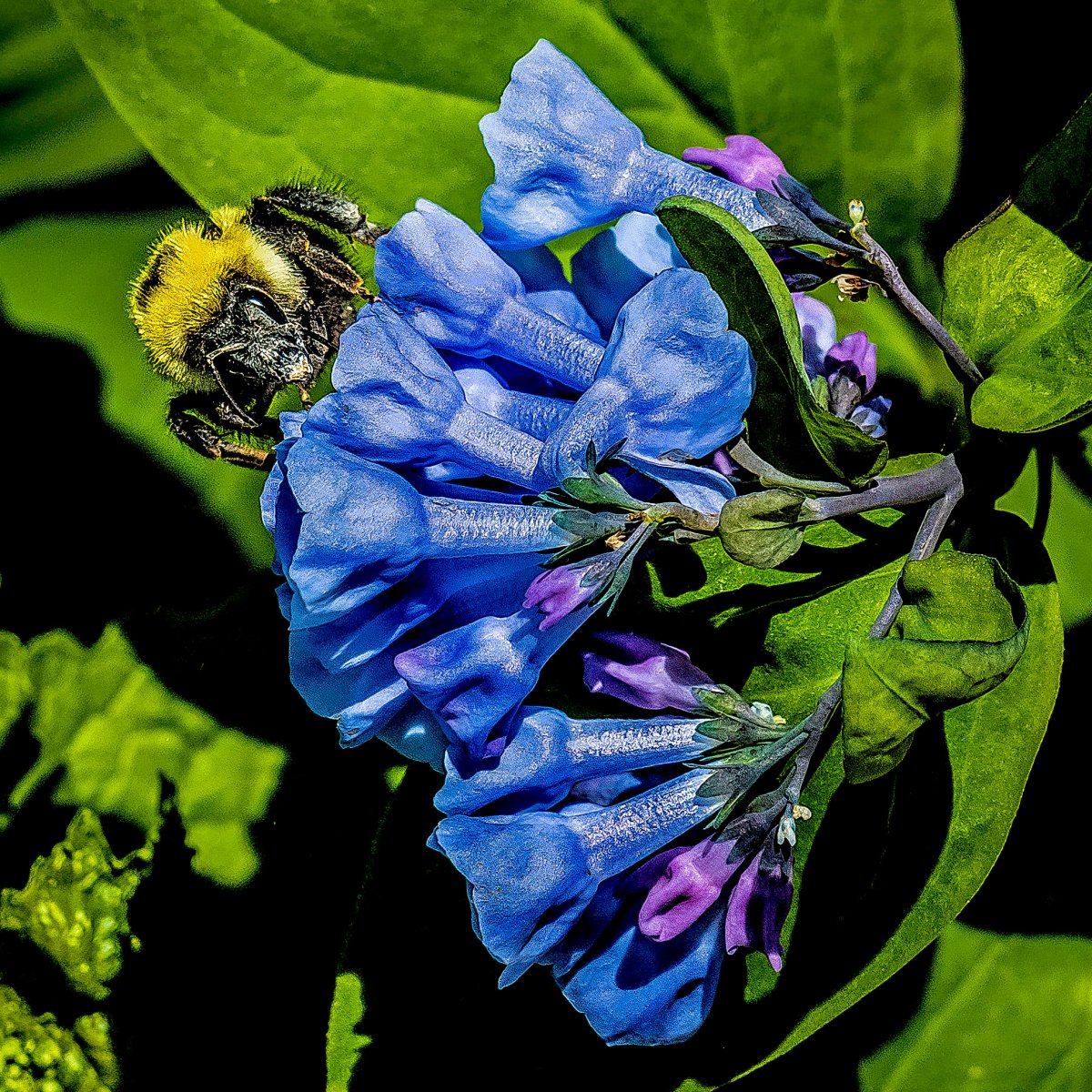 CanalTrust's tweet photo. Happy #PollinatorsWeek! The C&O Canal is home to many pollinators that work to fertilize different species of plants across the Park. Check out these common pollinators sighted in the park! https://t.co/HoApBwfJ9I
๐ธ:Charissa Hipp
๐ธ:Nanette Nyce
๐ธ: Paul Graunke https://t.co/gjl7cjrnyV