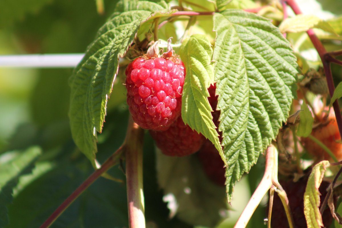 OrchardPods's tweet photo. It's cherry time🍒the shop opens tomorrow at 9am and will be open every day until the end of our cherry harvest. 
Monday to Saturday 9am-6pm 
Sunday 10am-5pm.
#cherries #British #fruits #localproduce #familyfarm #offham #kent #cherryshop https://t.co/Jn7YcgqwCl