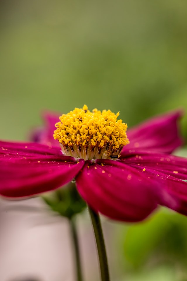 BeeWellBox's tweet photo. What is #pollination, and why are #pollinators important?

Pollination transfers #pollen from one plant to another, allowing the production of seeds.

Pollinators ensure full harvests of #crops and healthy #plants everywhere.

Thank you @Pollinators for the info!

#PollinatorWeek https://t.co/CCWvluVfj0