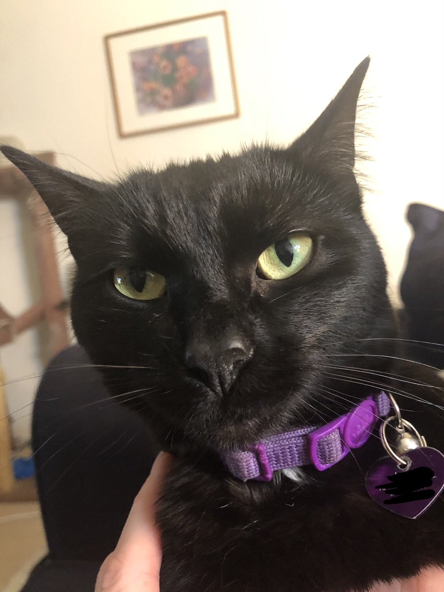 raedoric's tweet photo. Why is my cat so fucking ugly in this pic https://t.co/27YJvsXT6X