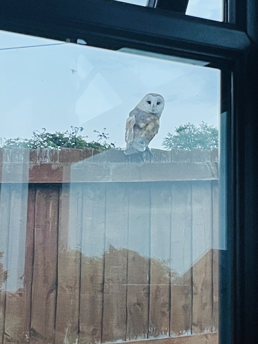 lizzettamb's tweet photo. Not every day you get to enjoy an evening cuppa from the comfort of your conservatory - with this beautiful being checking in on you. Amazing. Still have butterflies now. https://t.co/hrMR4Egxpw