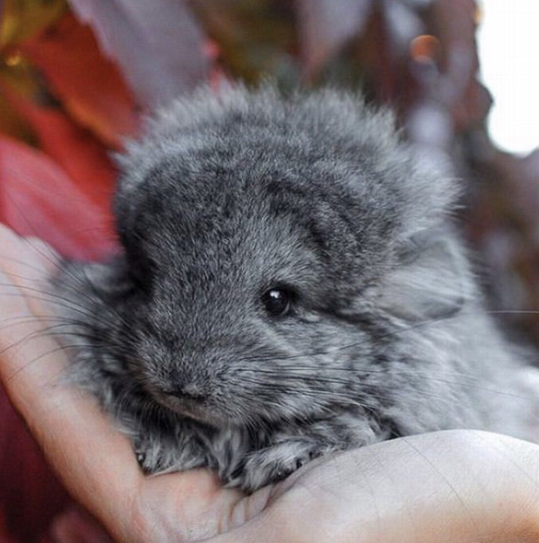 dragonbrei's tweet photo. Well, now I need to adopt about a thousand tribbles/chinchillas 😍🤷‍♀️🥰 https://t.co/I9mUkM39R3