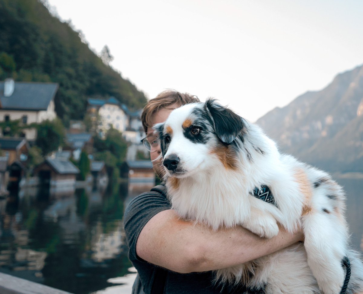 Aussiekko tweet media