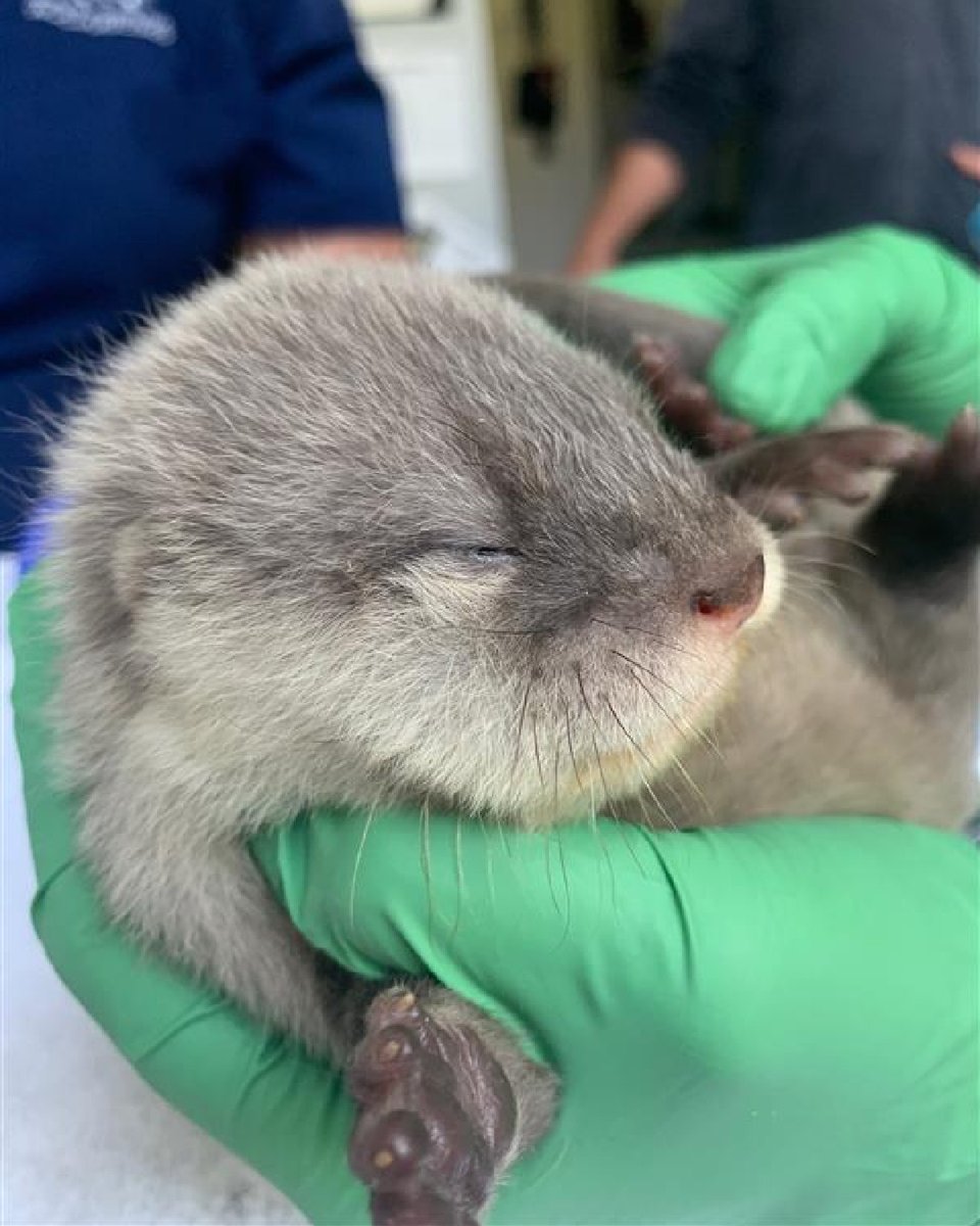 NCAquariumFF's tweet photo. #Thursday Pup-date
All three pups had their second checkup. Dr. Emily checked hearts and lungs. Their teeth are starting to come in and two of the three have signs that their eyes are opening! Follow their journey: https://t.co/QhoXkwPJVV
#OtterPupsNCAFF #AsianSmallClawedOtters https://t.co/IkyLLbxyvU