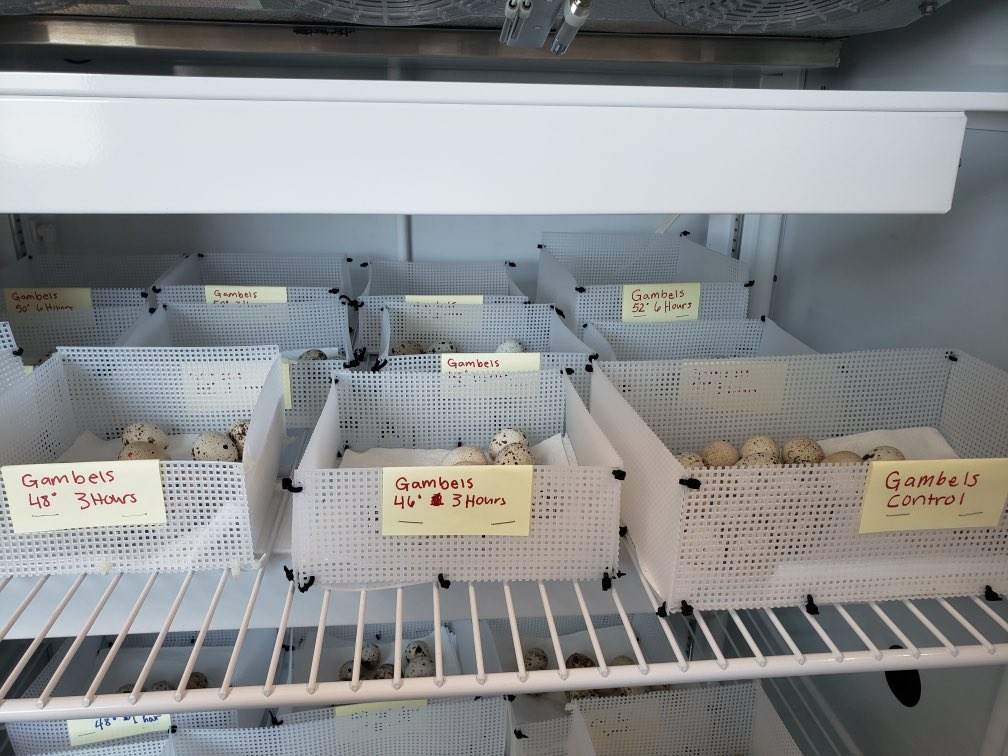 Gambel’s chicks hatching soon! #TAMUC #quailresearch #quail #conservation #research #lablife #eggs #TAMUCquail
