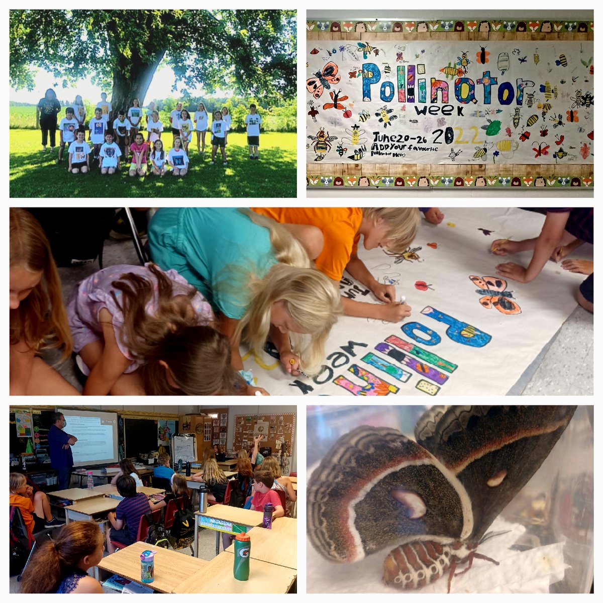 My students have been busy bees spreading the word about Pollinator Week (June 20-26, 2022). T-shirts, announcements, a huge banner, guest speaker and more! #PollinatorWeek <a href="/TVDSB/">Thames Valley DSB</a> <a href="/AJBakerKintore/">A.J. Baker Kintore</a>