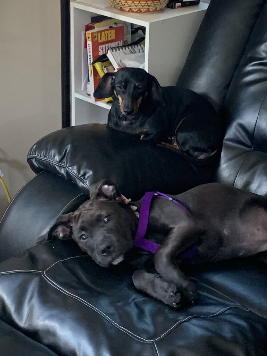 Rroundedges's tweet photo. Show me your pets please #dogs #cats #allpets #shareyourpetpictures https://t.co/zEbUn9xWrw