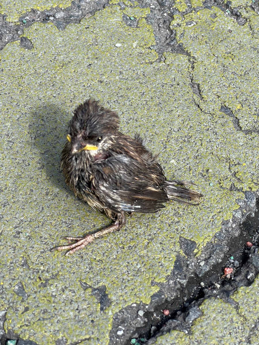 schubertiyake's tweet photo. 可哀想に、ツバメの赤ちゃんかなぁ、地面に落ちちゃうと助からないんだよね、、
既に首元傷付いてるし😢
轢かれて潰れてしまった兄妹の隣でキョトンとしてました💦
#ツバメ
#赤ちゃん
#ツバメの巣
#つばめ https://t.co/k5V790vyMZ