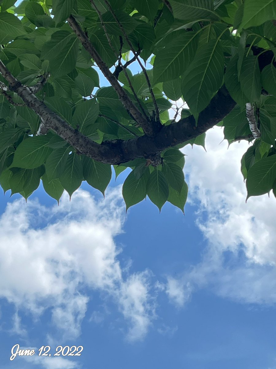 CH_ShowRoom's tweet photo. おはようございます。

日曜日は定休日のため
遅めのご挨拶です。

早朝の空ははい色のモノトーン
すこしずつ雲が晴れてきました
お日さま頑張ってます(*•̀ᴗ•́*)و ̑̑

お仕事の方もお休みの方も
ステキな一日を！

#おは戦40612jn
#イマソラ https://t.co/AyeESFsceV