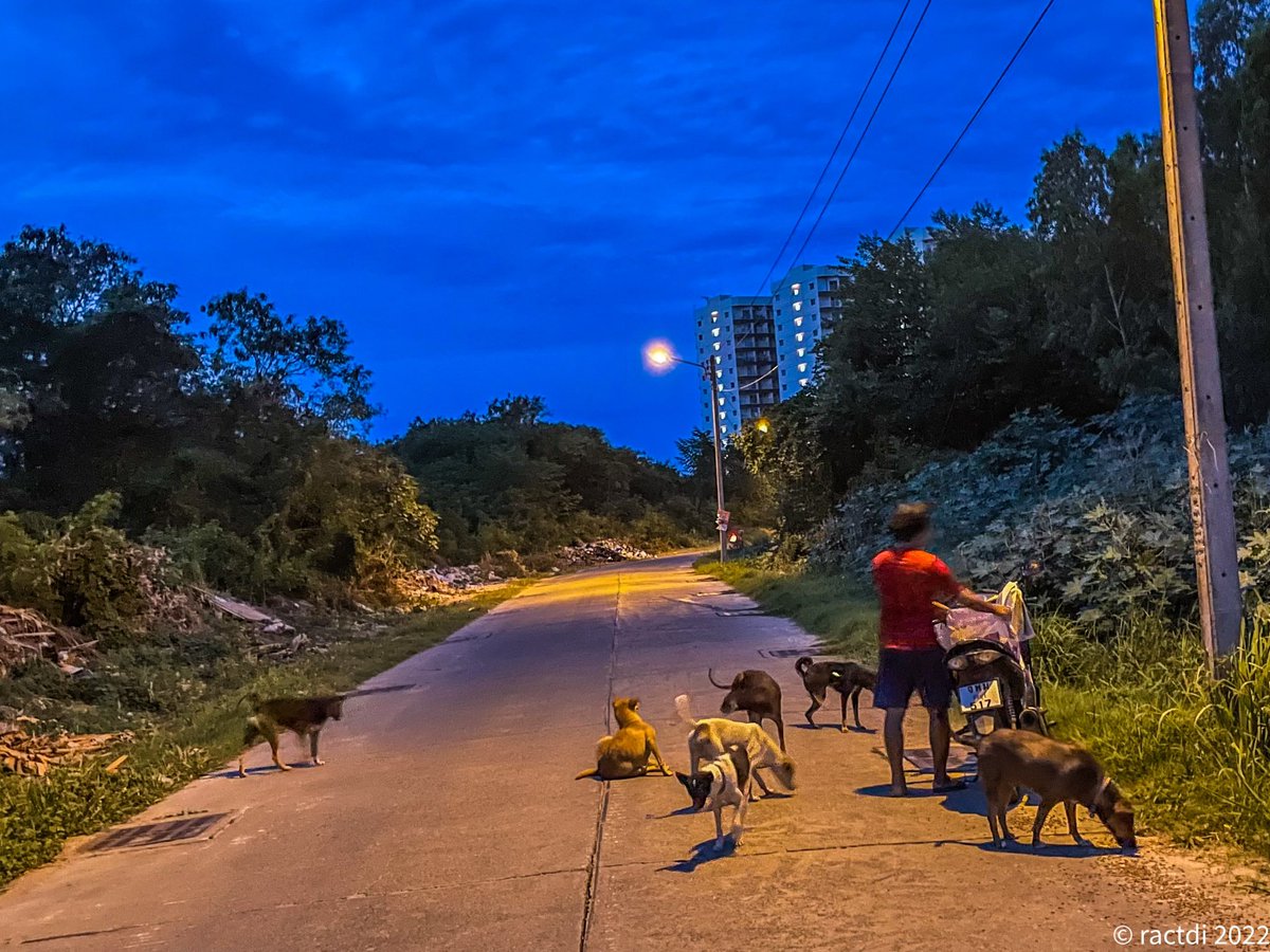 ractdi's tweet photo. Like clockwork every morning 5:30am this fella comes to feed the #Soidogs on the side street off #Jomtien 2nd road. Heβs got quite a fan base https://t.co/LtC9MmszvX