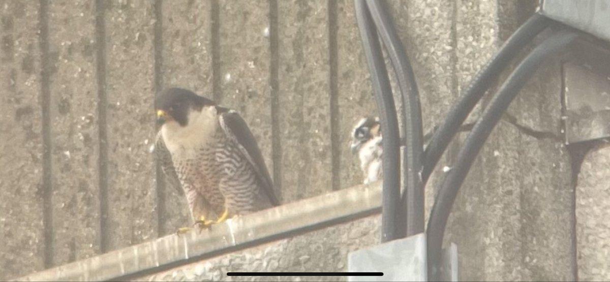 Mother peregrine falcon and its chick. Mother:” in a couple of weeks im going to push you off this ledge but don’t worry, everything will be OK”. Chick: “ehh………”.
