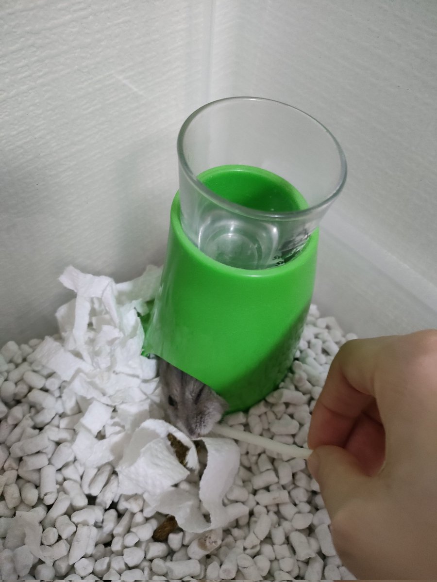 警戒心MAXのリリーちゃん🐹が、拳を目の前に差し出すとこしょこしょ登ってくれるようになりました…そのこしょこしょが飼い主の癒し…🥺💗＃ハムスター #ハムスターのいる暮らし #ハムスター部 #ハムスター好きと繋がりたい #ハムスターのいる生活