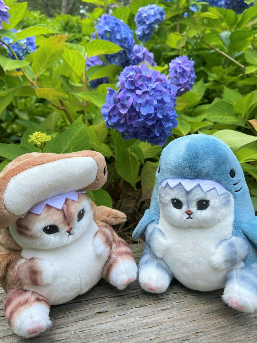 今日はみんなでお散歩日和😃 あじさいと一緒にパシャリ✨ #カーニバル