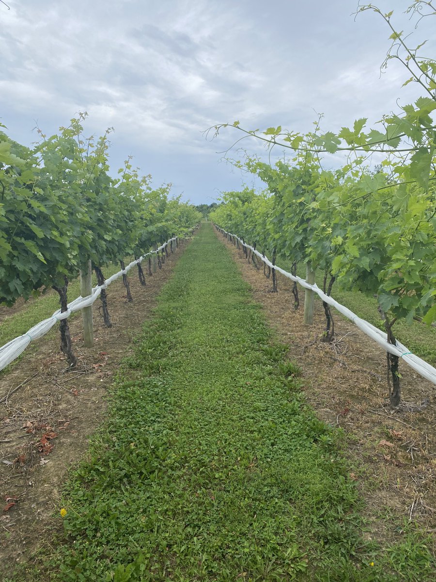 Happy to sponsor the Maryland Grape Growers annual field day at Love Point Vineyard. ⁦<a href="/NutrienAgRetail/">Nutrien Ag Solutions</a>⁩ ⁦<a href="/growloveland/">Loveland Products</a>⁩