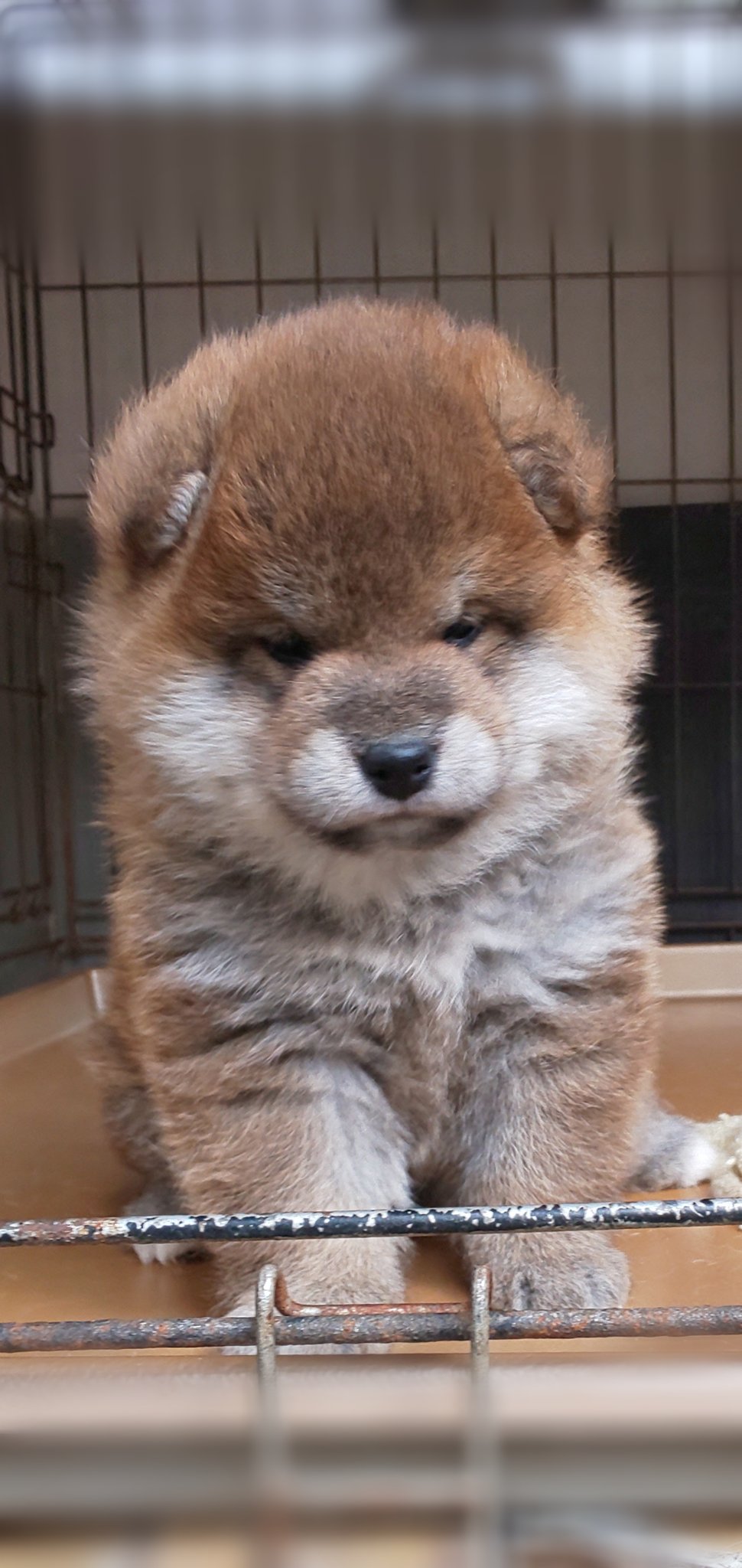 柴子犬 Twitter Search Twitter