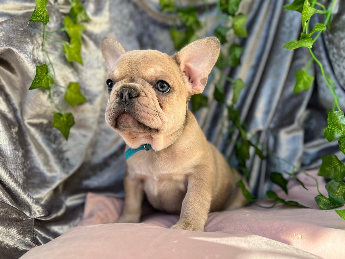 Incredibulls Southwest LTD tweet media