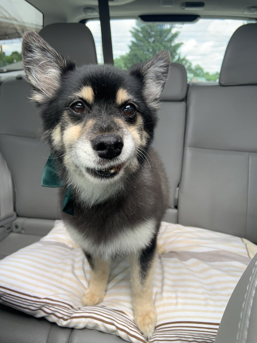 Well hello ladies , Jasper here just got a bath and I’m all cleaned up, and smelling handsome ❤️ <a href="/Beverly04092939/">Beverly Edwards 🐕🤶</a> #SeniorDog #DogsofTwittter
