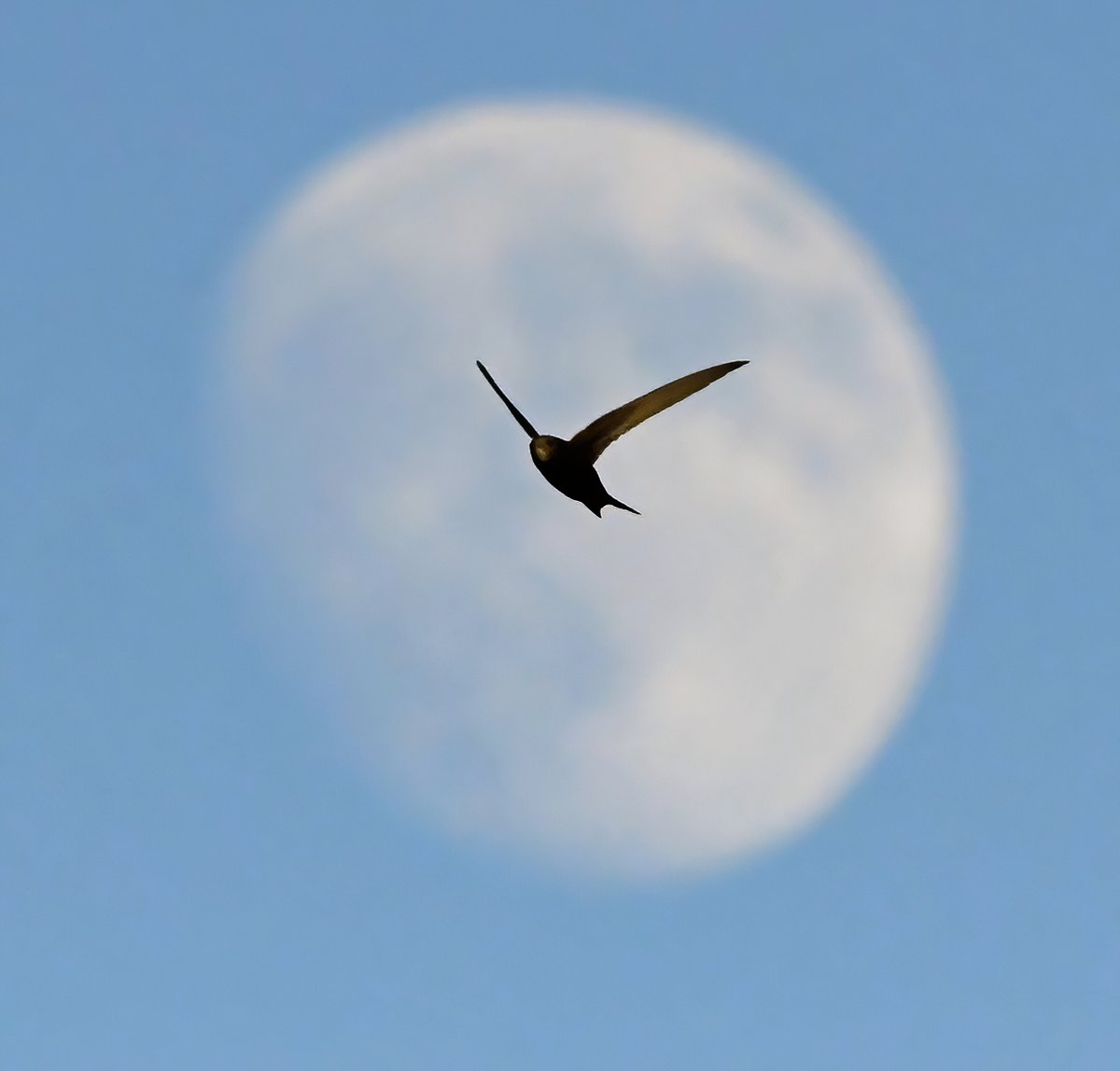 Swift moon. 🐦 I waited ages for the right moment this evening, my patience was rewarded. 😊