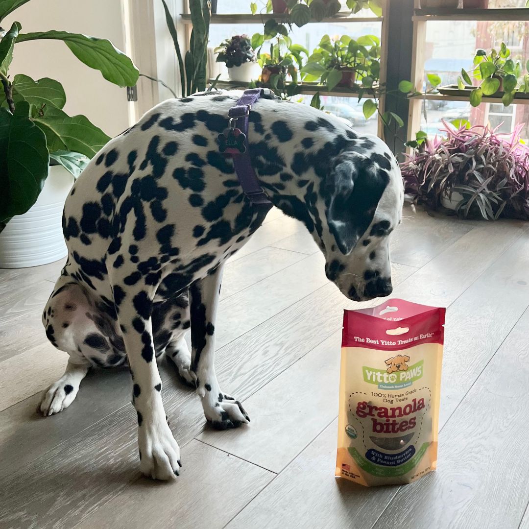 YittoPaws's tweet photo. Warning: Yitto Paws may disappear if left unattended. 🐾    #BestWayToTreatYourDog #PutDogsFirstNotProfits #HumanGradeDogTreats #SimpleIngredients #DogsAreFamily https://t.co/R44m6mhvNu