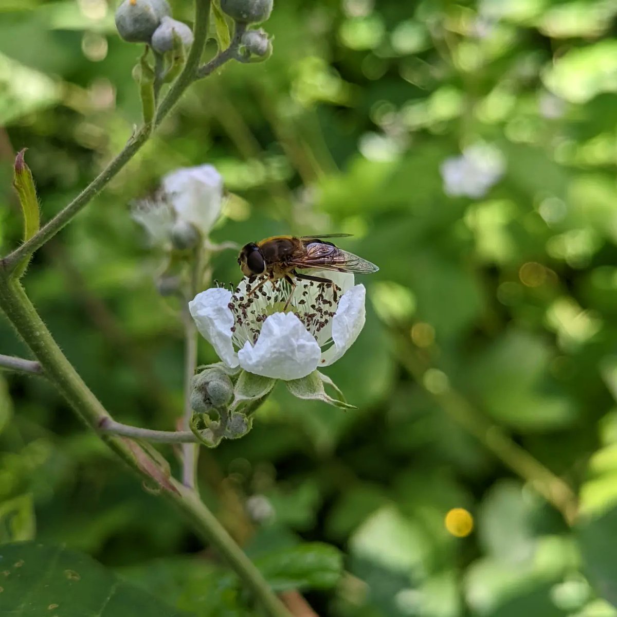Louisa_Crispin's tweet photo. Day 11 #30dayswild 

Visit to the local @KentWildlife nature reserve in Hawkhurst

#30dayswild2022 #hawkhurst #collingwood #wildlifereserve #insects #flies #nettles #wildlifetrust #watchingnature #naturewatch

@WildlifeTrusts https://t.co/8JpJdJh1Fl