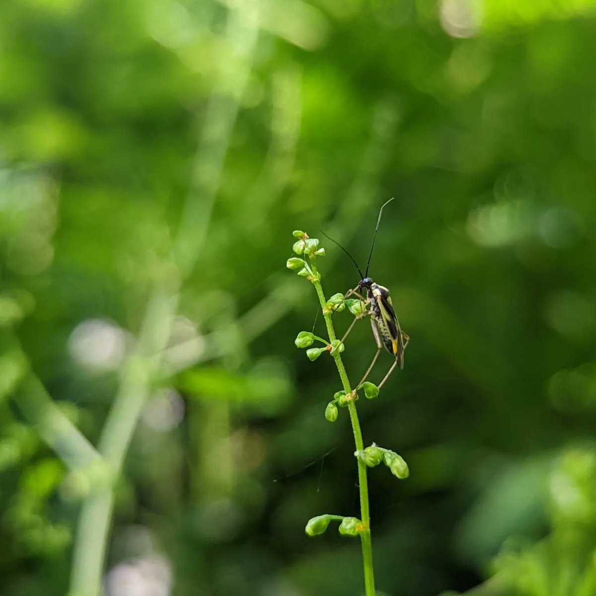 Louisa_Crispin's tweet photo. Day 11 #30dayswild 

Visit to the local @KentWildlife nature reserve in Hawkhurst

#30dayswild2022 #hawkhurst #collingwood #wildlifereserve #insects #flies #nettles #wildlifetrust #watchingnature #naturewatch

@WildlifeTrusts https://t.co/8JpJdJh1Fl